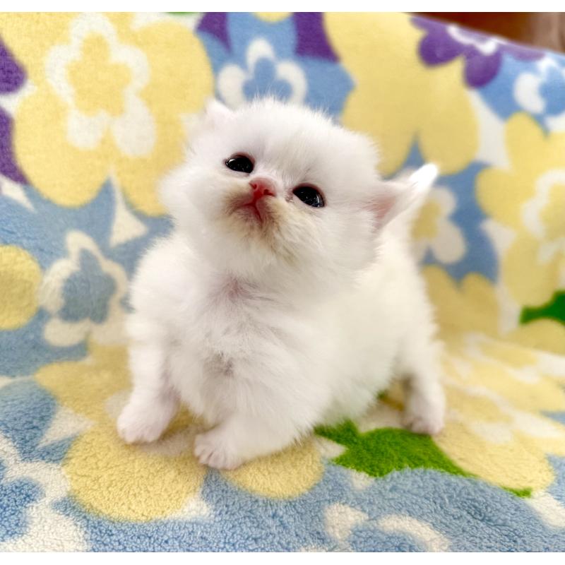 販売中の神奈川県のミヌエット-131813の10枚目