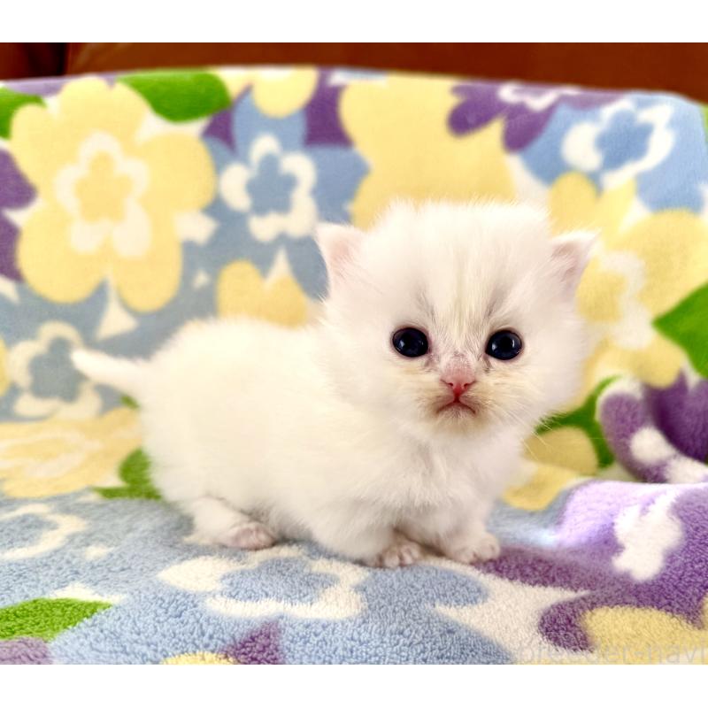 販売中の神奈川県のミヌエット-131813の9枚目