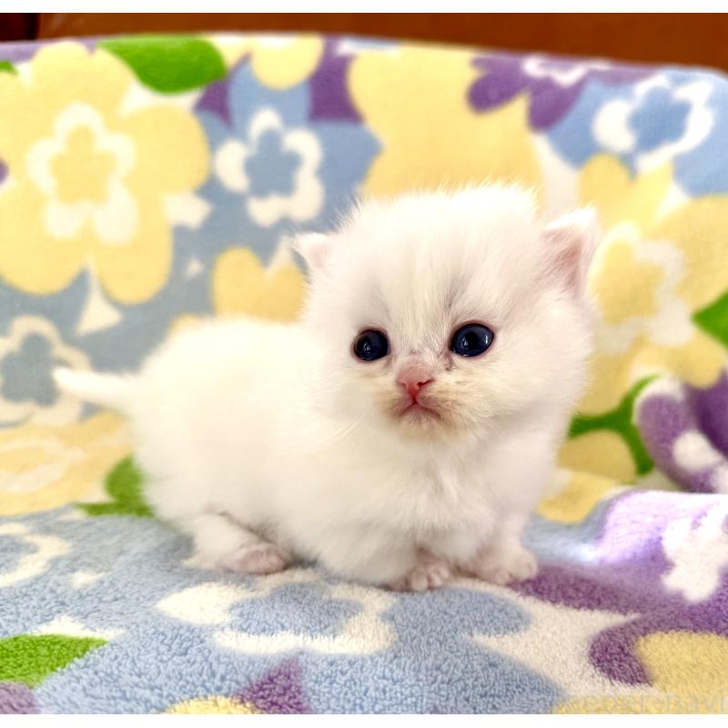 販売中の神奈川県のミヌエット-131813の8枚目