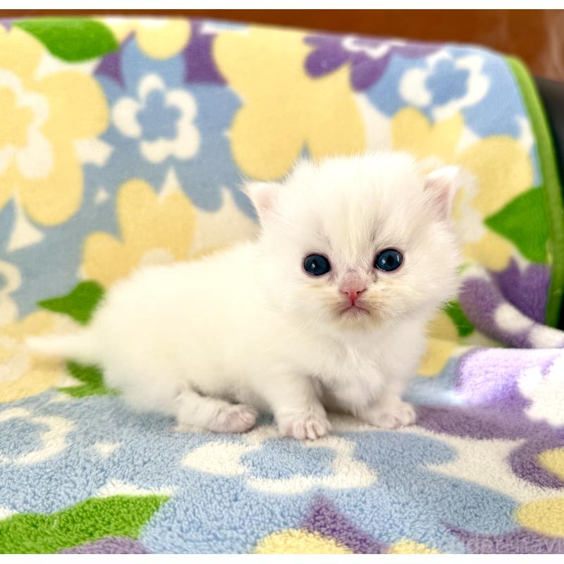 販売中の神奈川県のミヌエット-131813の7枚目