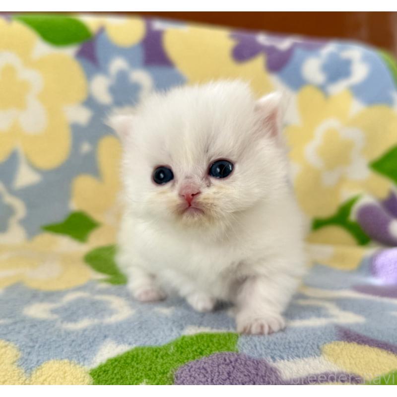 販売中の神奈川県のミヌエット-131813