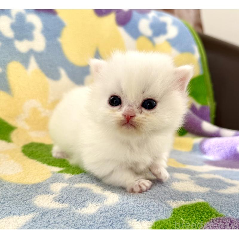 販売中の神奈川県のミヌエット-131813の6枚目