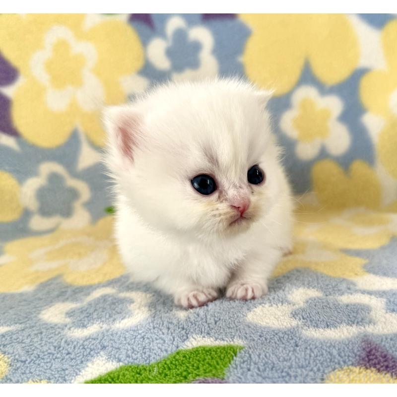 販売中の神奈川県のミヌエット-131813の5枚目