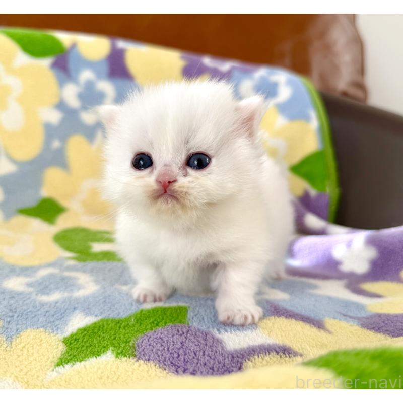 販売中の神奈川県のミヌエット-131813の4枚目