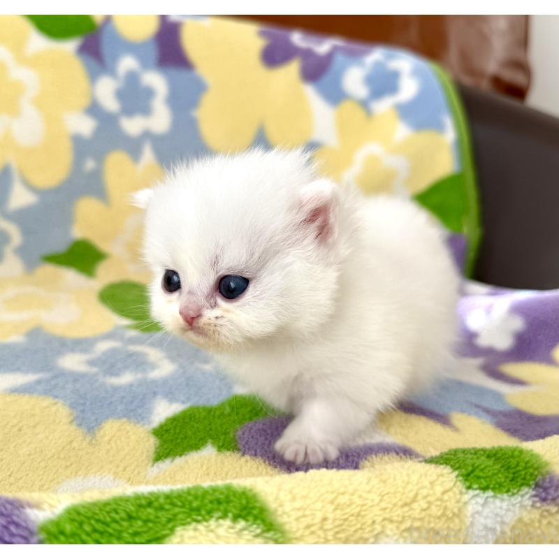 販売中の神奈川県のミヌエット-131813の3枚目