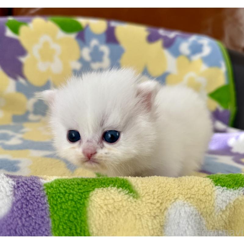 販売中の神奈川県のミヌエット-131813の2枚目