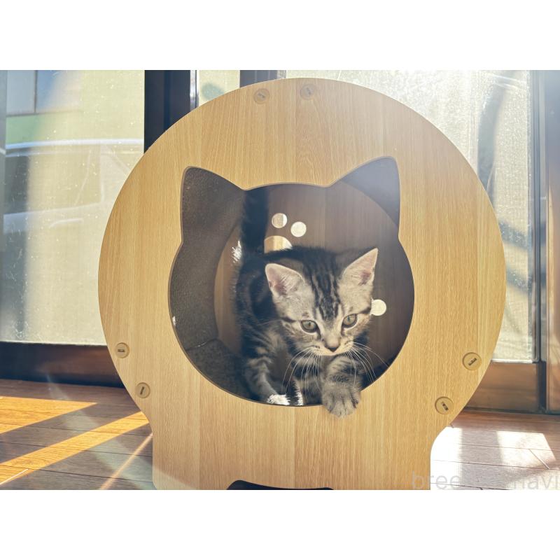 販売中の千葉県のアメリカンショートヘア-129735の4枚目