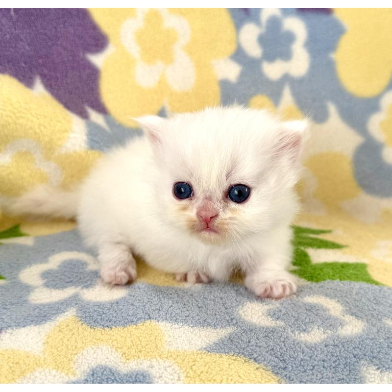 販売中の神奈川県のミヌエット-131814の9枚目