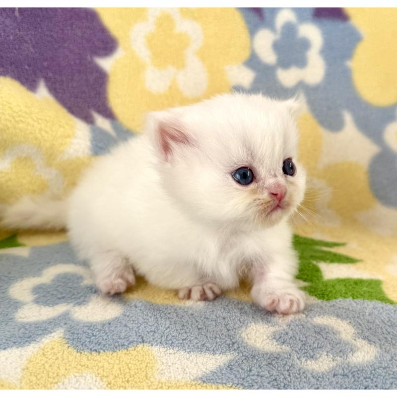 販売中の神奈川県のミヌエット-131814の8枚目