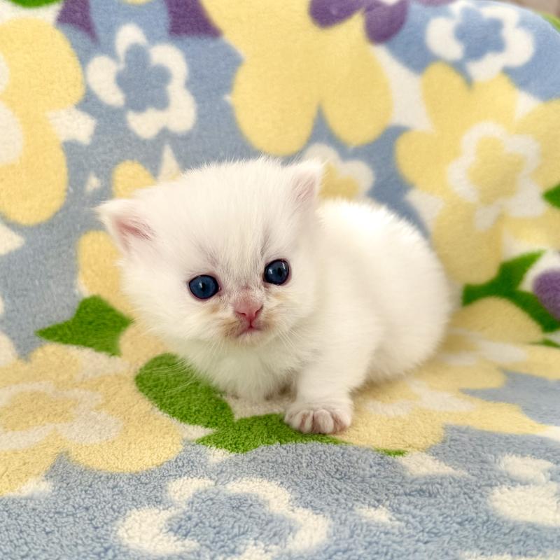 販売中の神奈川県のミヌエット-131814の7枚目