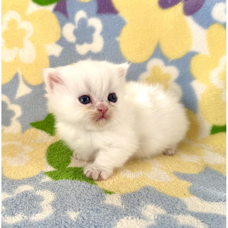 販売中の神奈川県のミヌエット-131814の6枚目