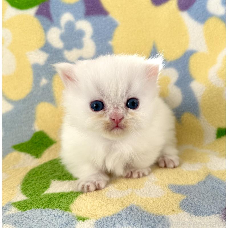 販売中の神奈川県のミヌエット-131814の5枚目