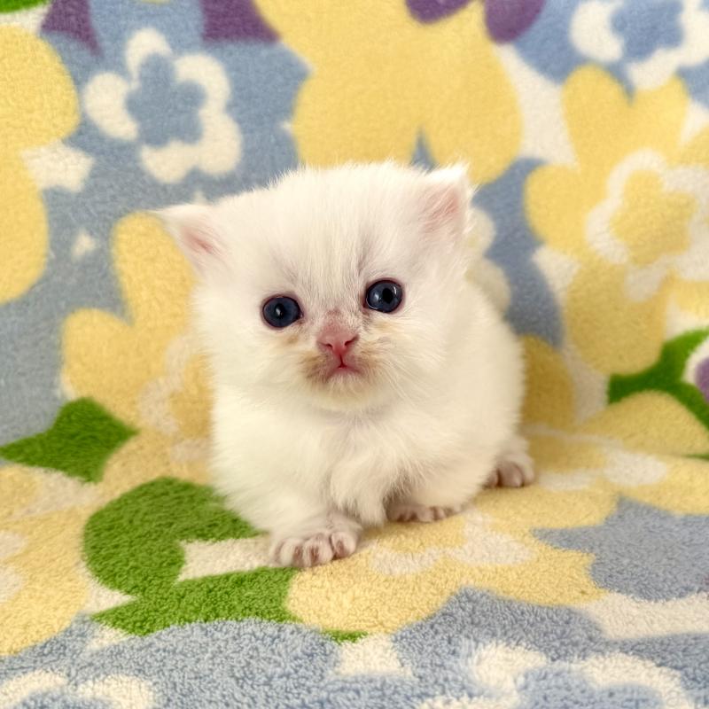 販売中の神奈川県のミヌエット-131814の4枚目