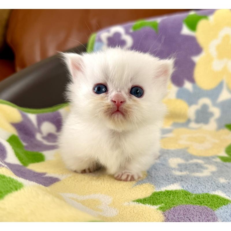 販売中の神奈川県のミヌエット-131814の3枚目