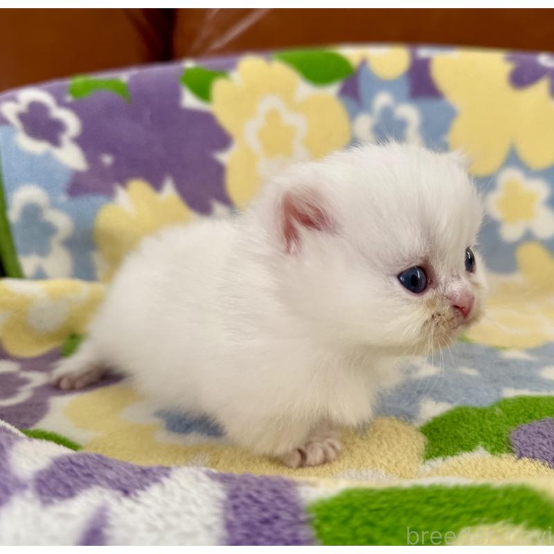 販売中の神奈川県のミヌエット-131814の2枚目