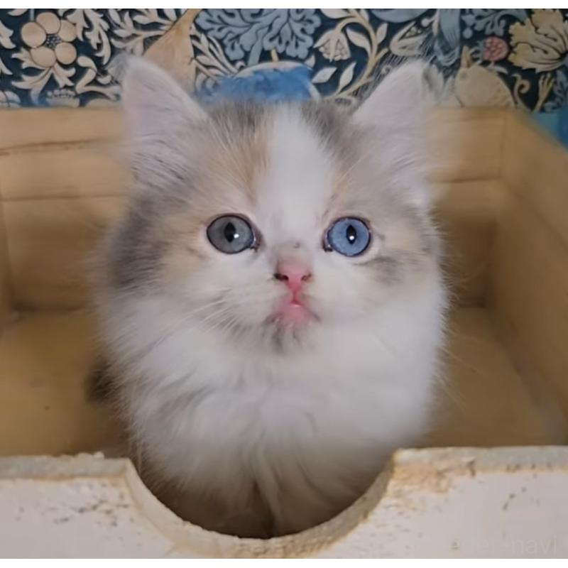 販売中の千葉県のミヌエット-130109の3枚目