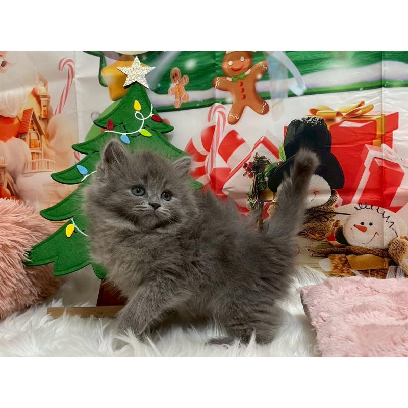 販売中の埼玉県のサイベリアン-129323の2枚目