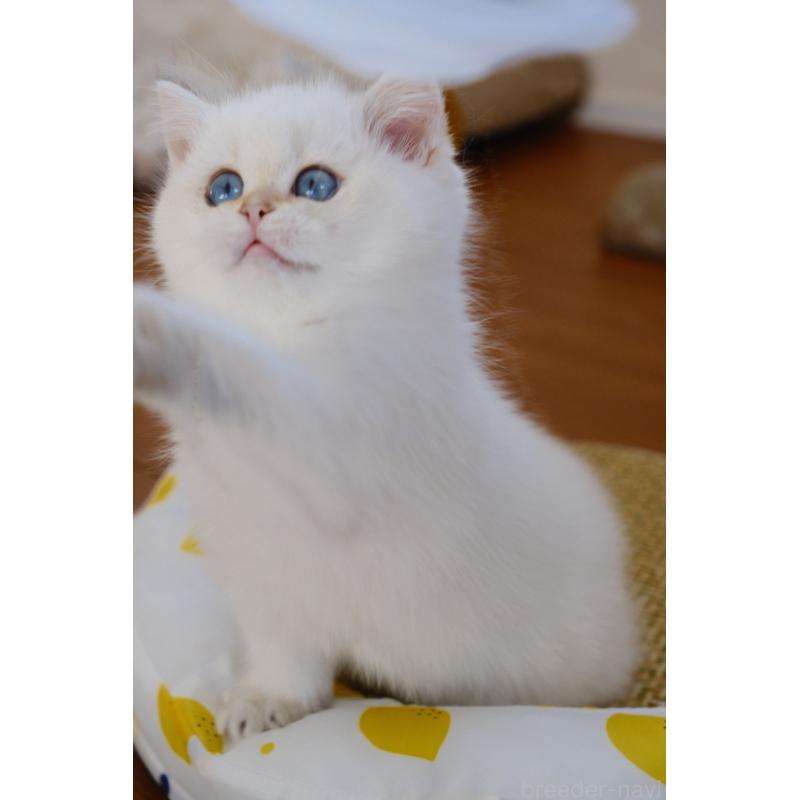 販売中の広島県のブリティッシュショートヘア-129775