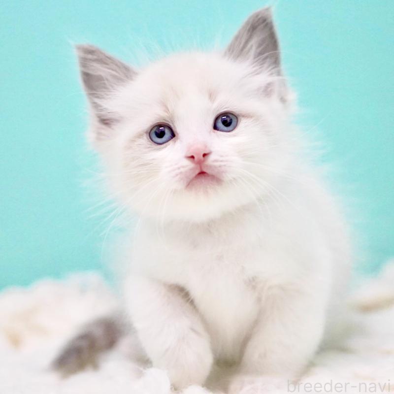 販売中の東京都のラグドール-130375