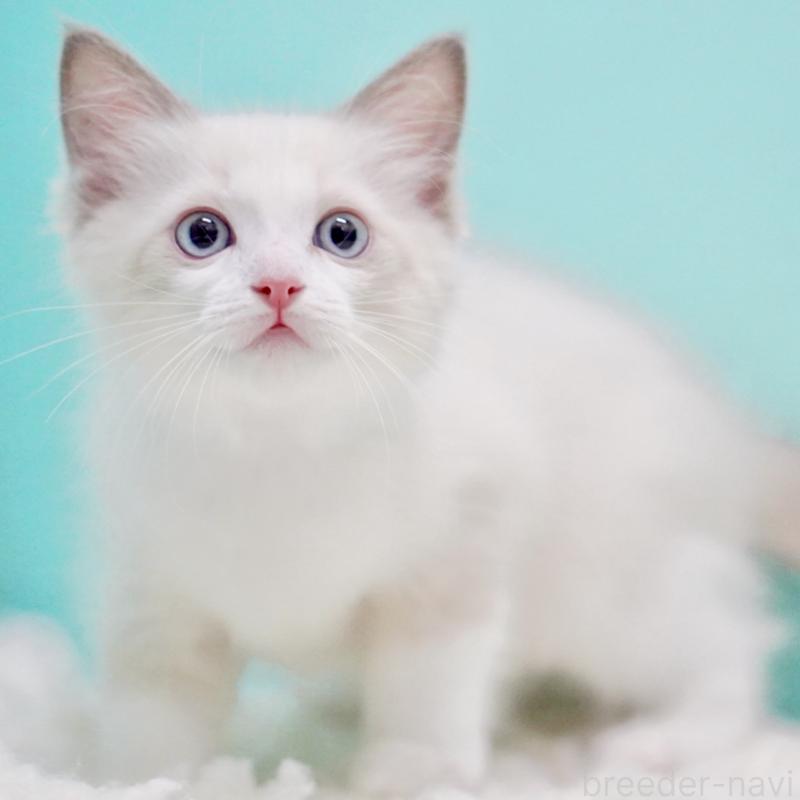 販売中の東京都のラグドール-129631の1枚目