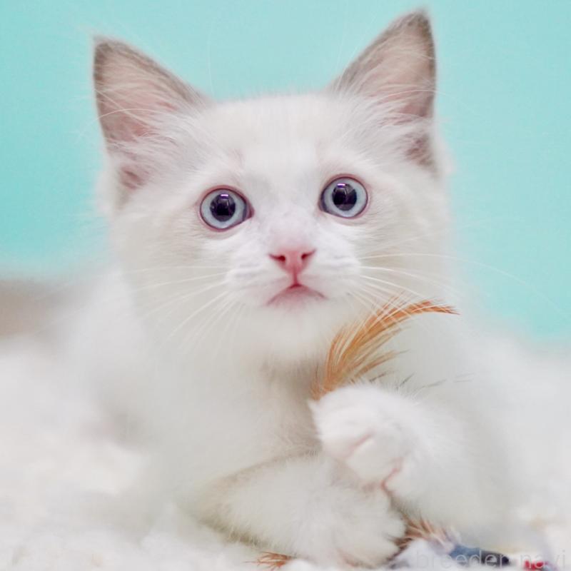 販売中の東京都のラグドール-129631の15枚目