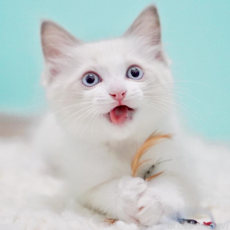 販売中の東京都のラグドール-129631の14枚目