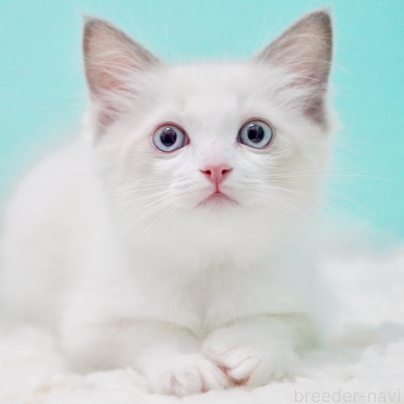 販売中の東京都のラグドール-129631の13枚目