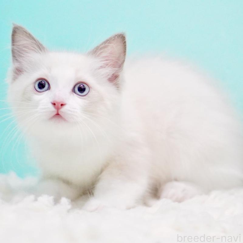 販売中の東京都のラグドール-129631の12枚目