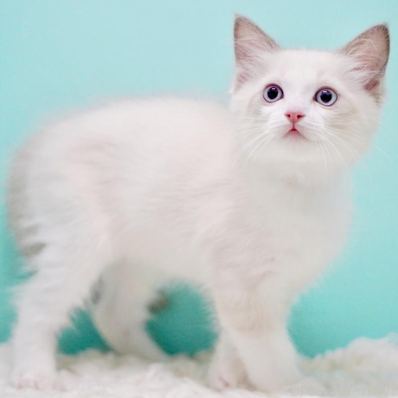 販売中の東京都のラグドール-129631の11枚目