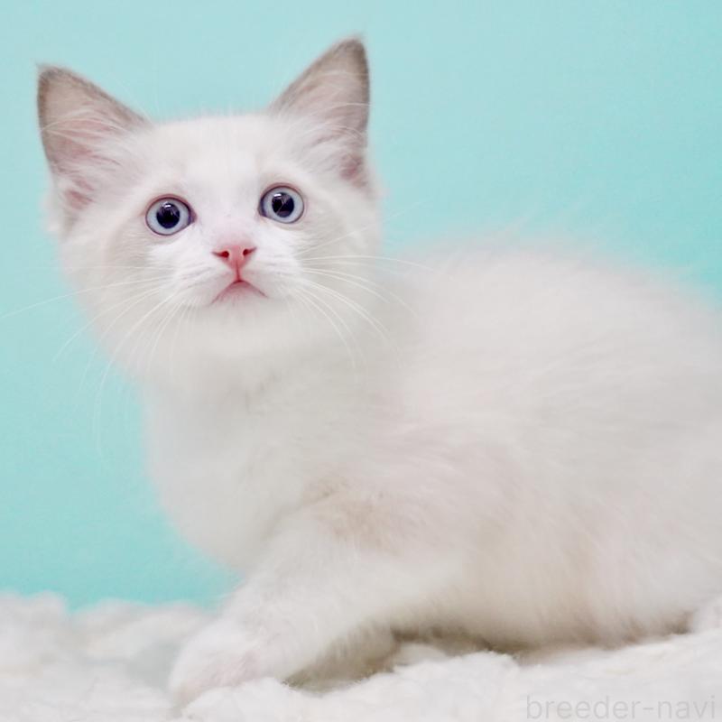 販売中の東京都のラグドール-129631の10枚目