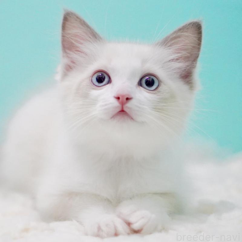 販売中の東京都のラグドール-129631の9枚目