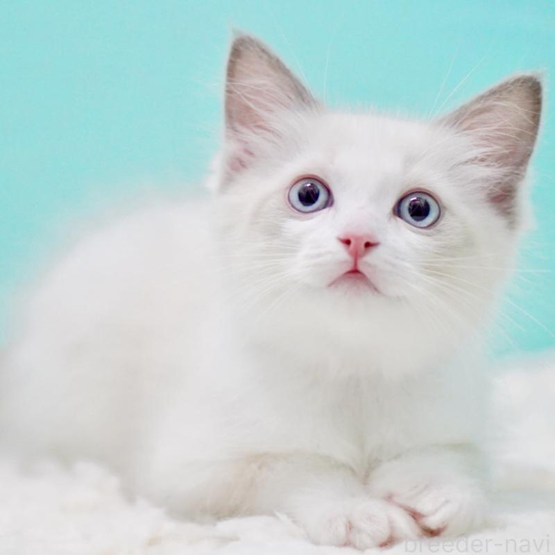 販売中の東京都のラグドール-129631の8枚目