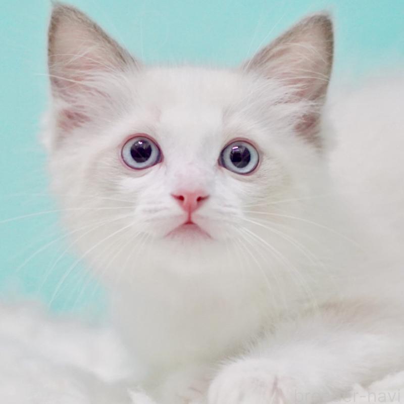 販売中の東京都のラグドール-129631の7枚目