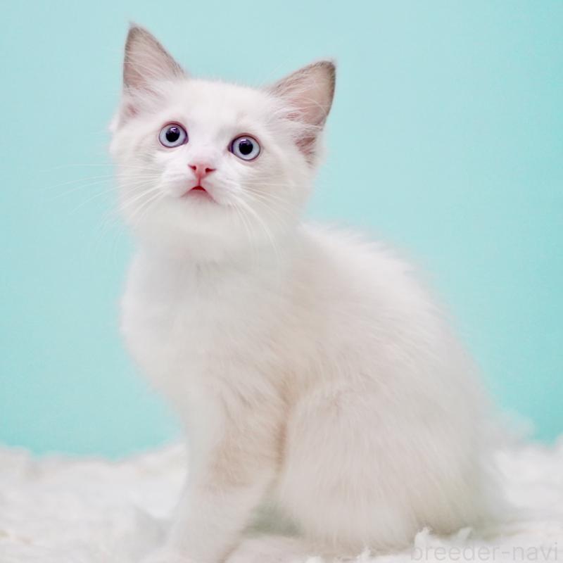 販売中の東京都のラグドール-129631の6枚目