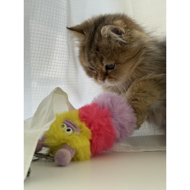 販売中の広島県のペルシャ(チンチラ)-130850の5枚目