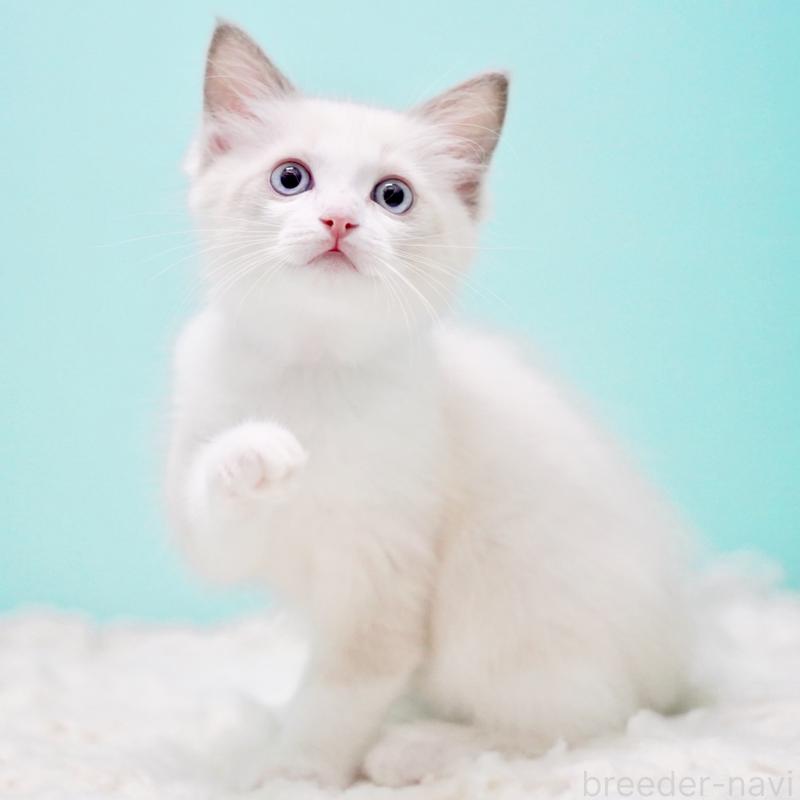 販売中の東京都のラグドール-129631の5枚目