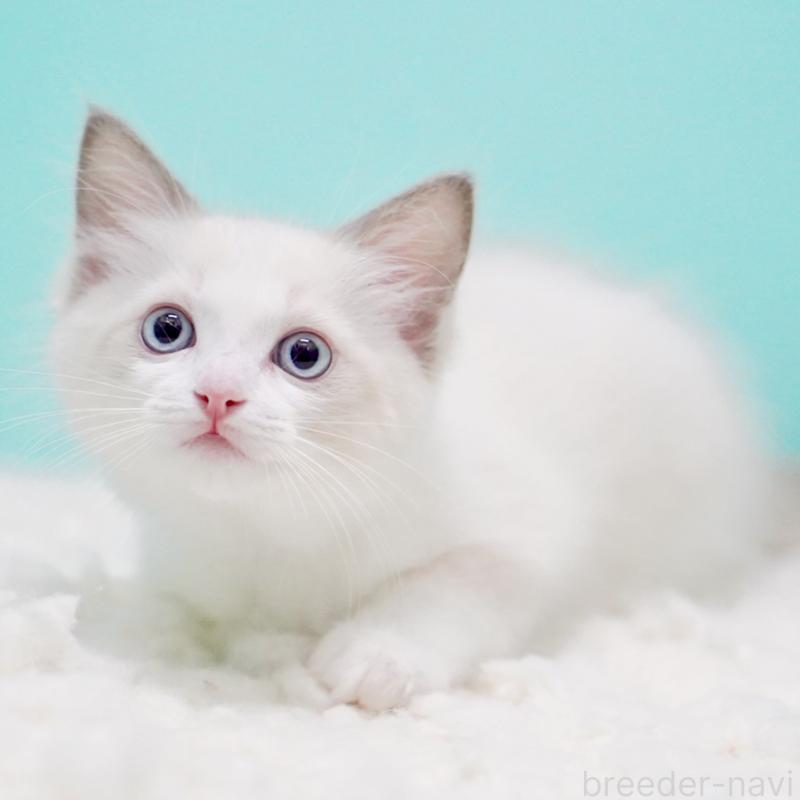 販売中の東京都のラグドール-129631の4枚目