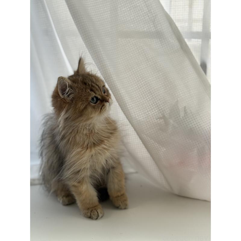 販売中の広島県のペルシャ(チンチラ)-130850の4枚目