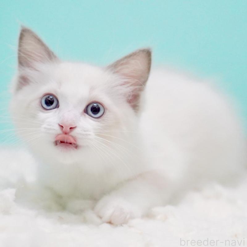 販売中の東京都のラグドール-129631の3枚目