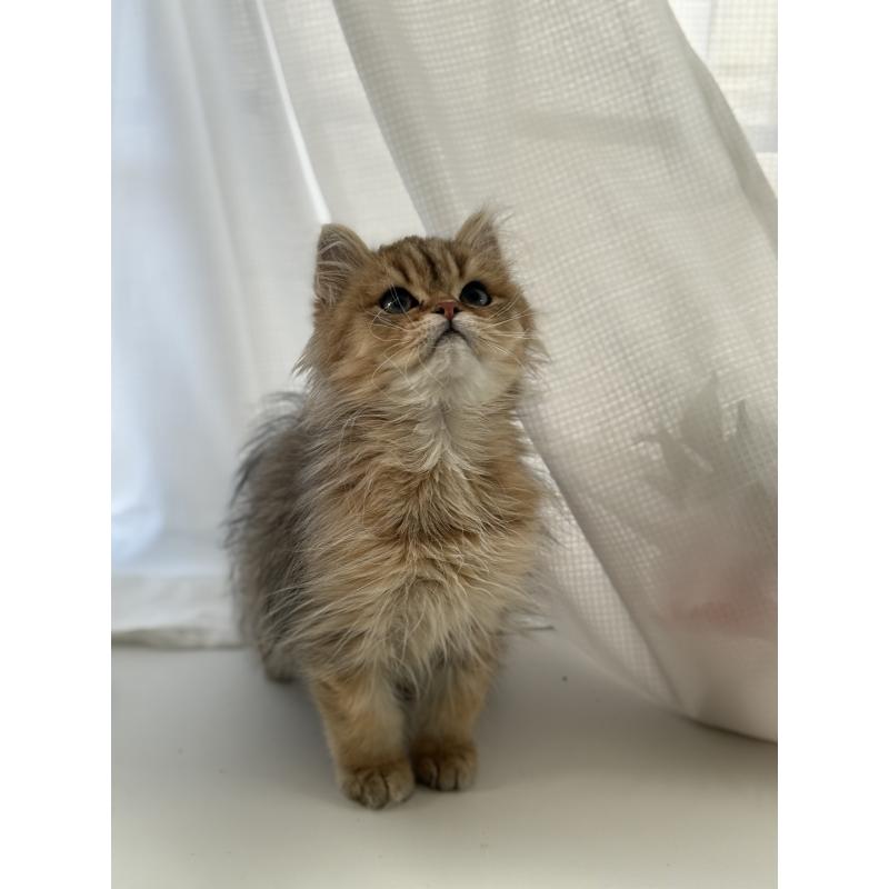 販売中の広島県のペルシャ(チンチラ)-130850の3枚目