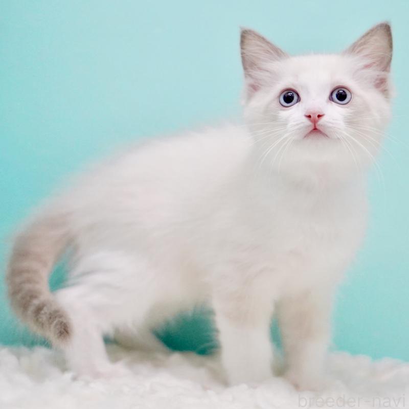 販売中の東京都のラグドール-129631の2枚目