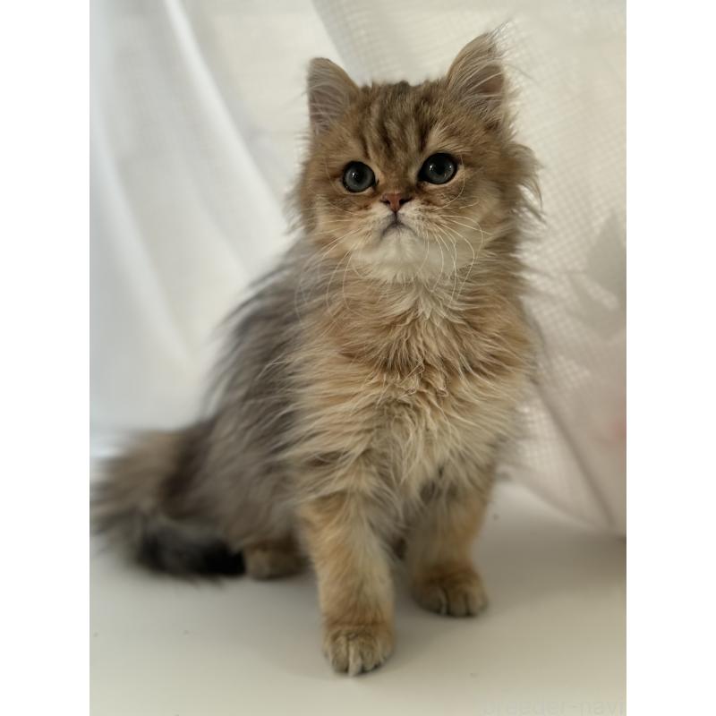 販売中の広島県のペルシャ(チンチラ)-130850の2枚目