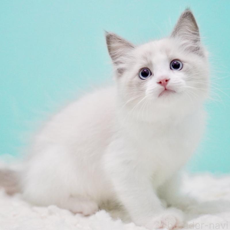 販売中の東京都のラグドール-129632の1枚目