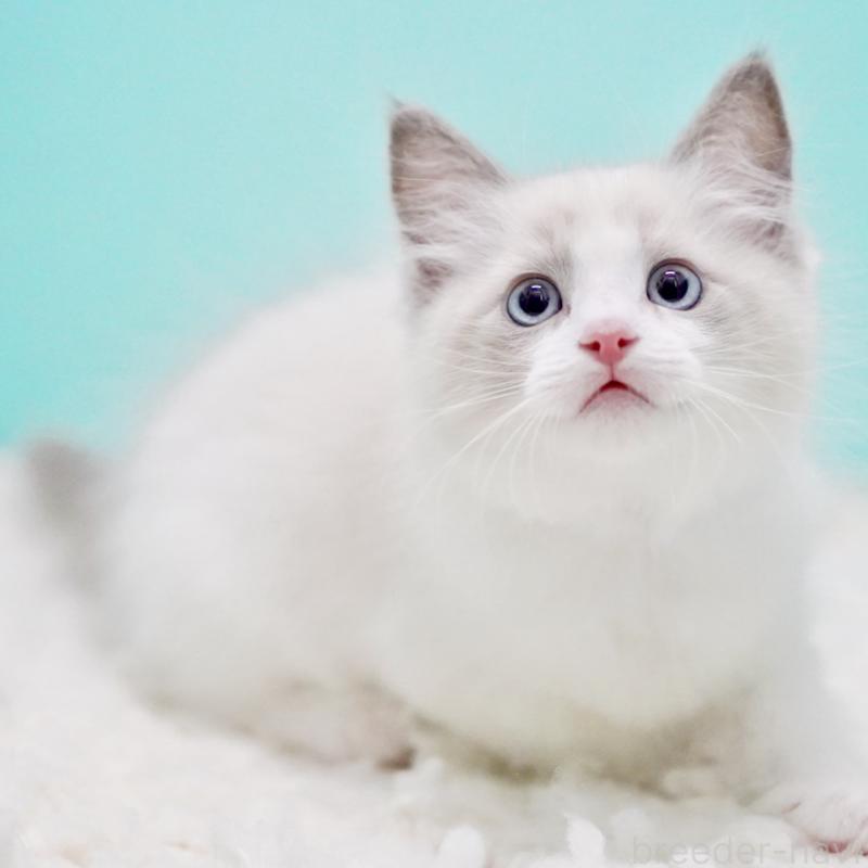 販売中の東京都のラグドール-129632の15枚目