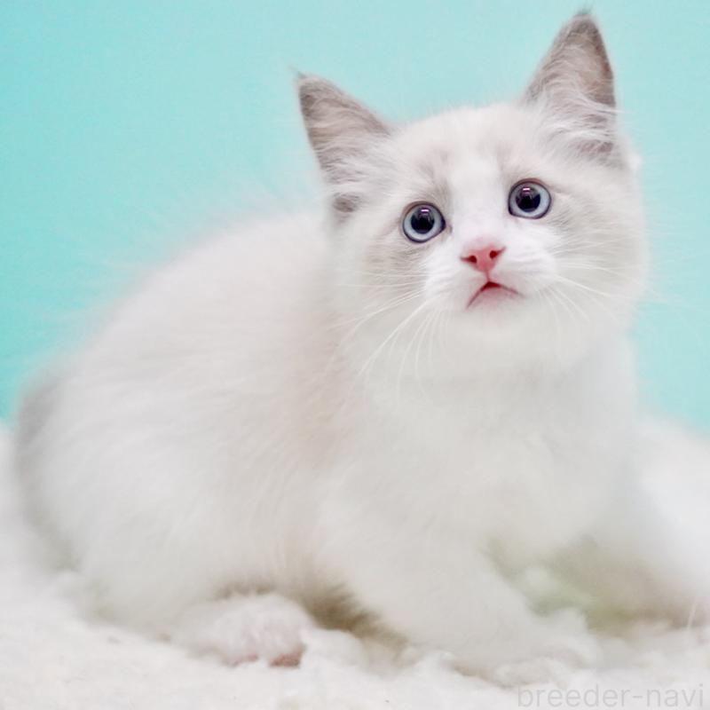 販売中の東京都のラグドール-129632の14枚目