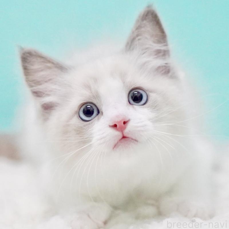 販売中の東京都のラグドール-129632の13枚目