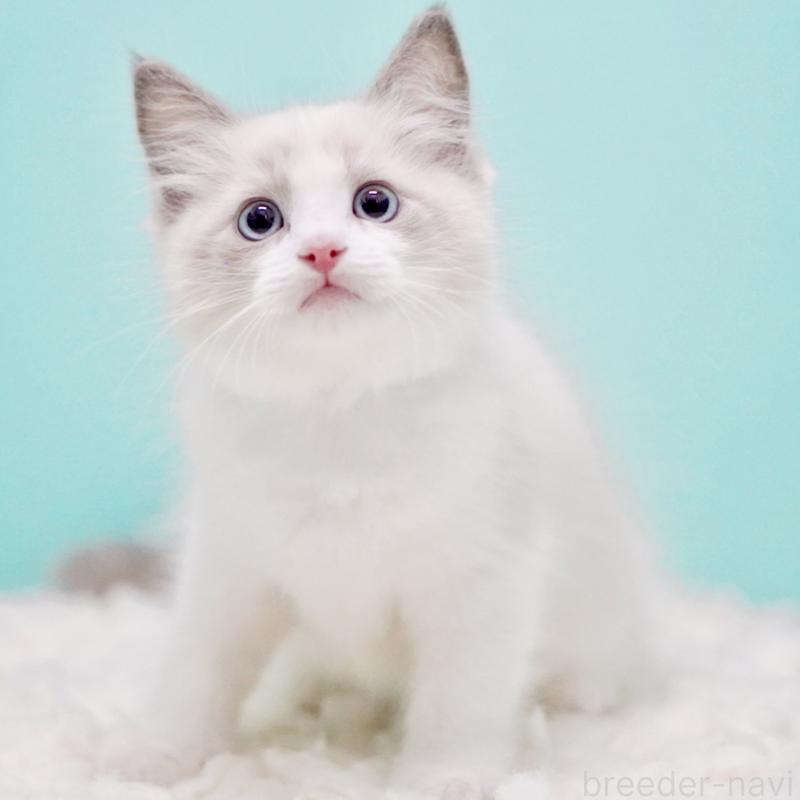 販売中の東京都のラグドール-129632の12枚目