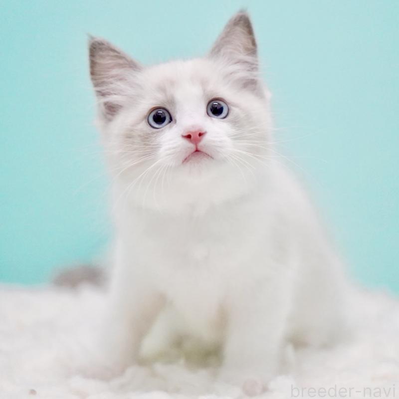 販売中の東京都のラグドール-129632の11枚目