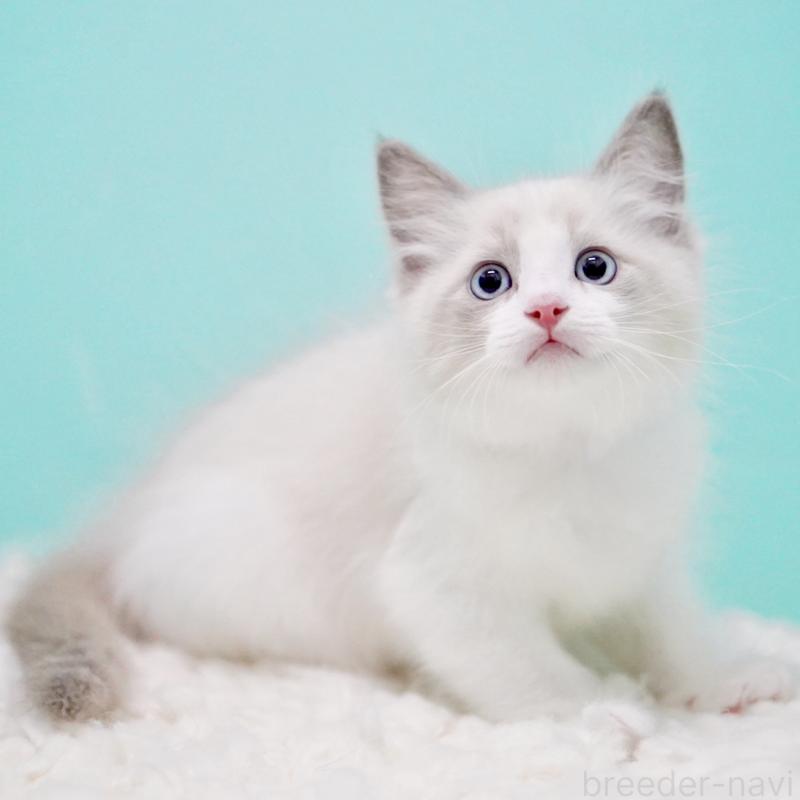 販売中の東京都のラグドール-129632の10枚目