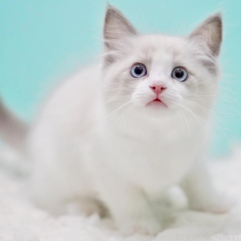 販売中の東京都のラグドール-129632の9枚目